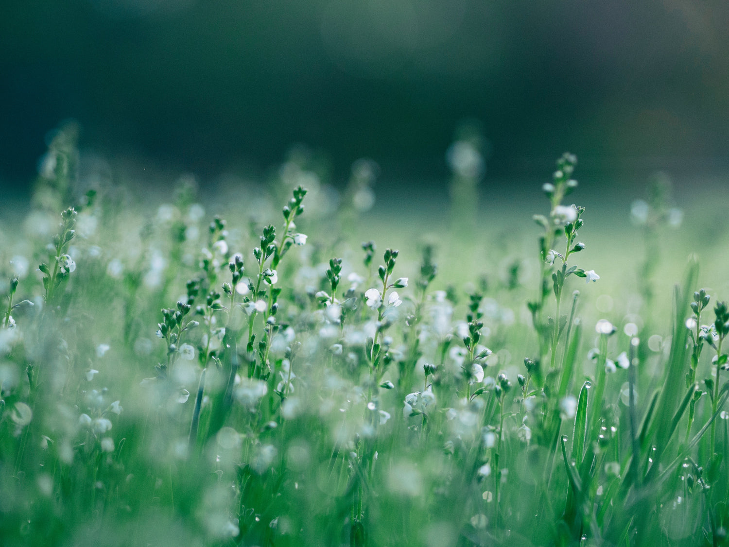 Photo by Aaron Burden on Unsplash